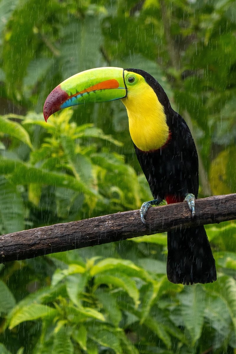 Costa Rica Waterfall